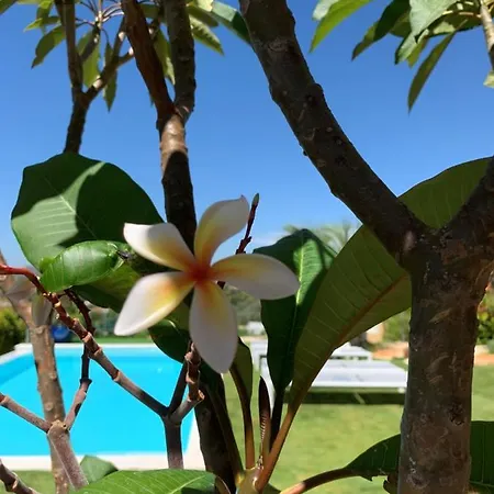 Casa Palmeiras * لول