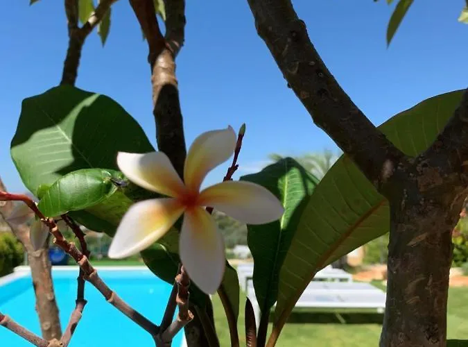 Casa Palmeiras * 楼尔